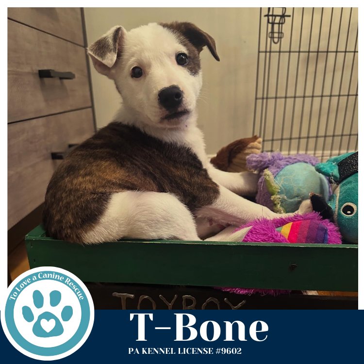 T-BONE (TEE PUPS) 020726 - Border Collie available for adoption