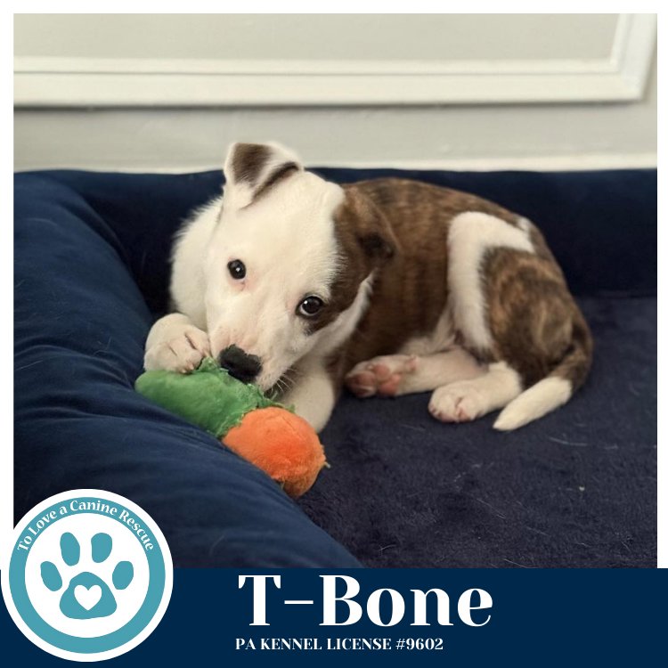 T-Bone (Tee Pups) 020726 - Photo 3
