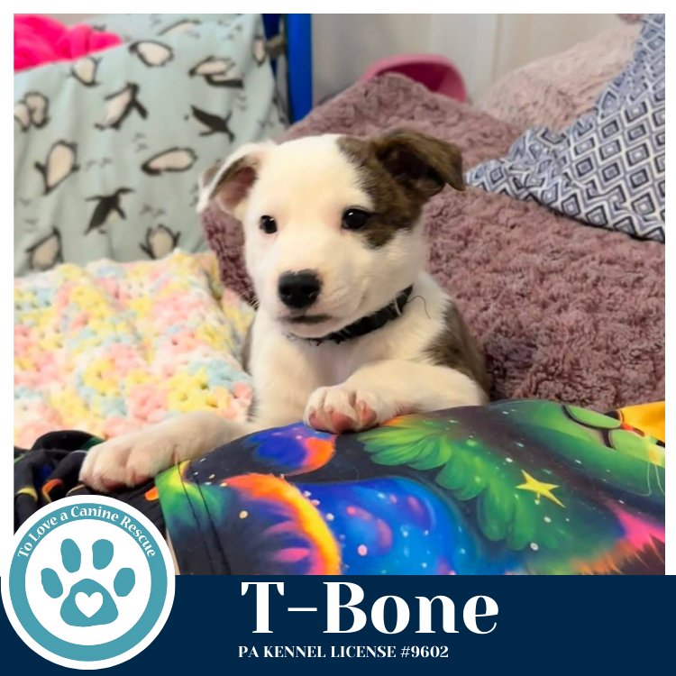 T-Bone (Tee Pups) 020726 - Photo 4