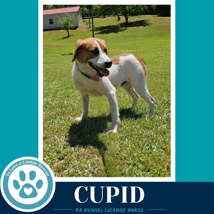 Cupid 053026 Image