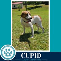 Cupid 053026 - Photo 1