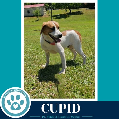 CUPID 053026 - Beagle available for adoption