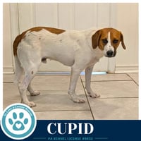 Cupid 053026 - Photo 2