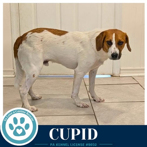 CUPID 053026 - Beagle available for adoption