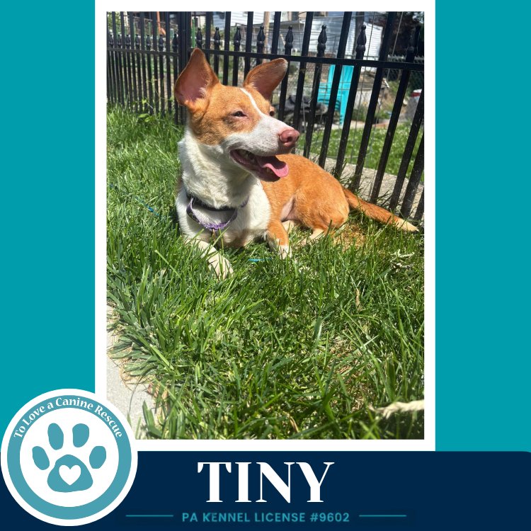 Tiny 060626 Image