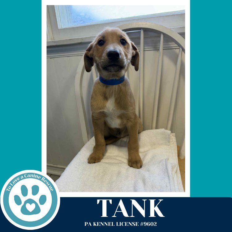 TANK (TEE PUPS) 020726 - Border Collie available for adoption