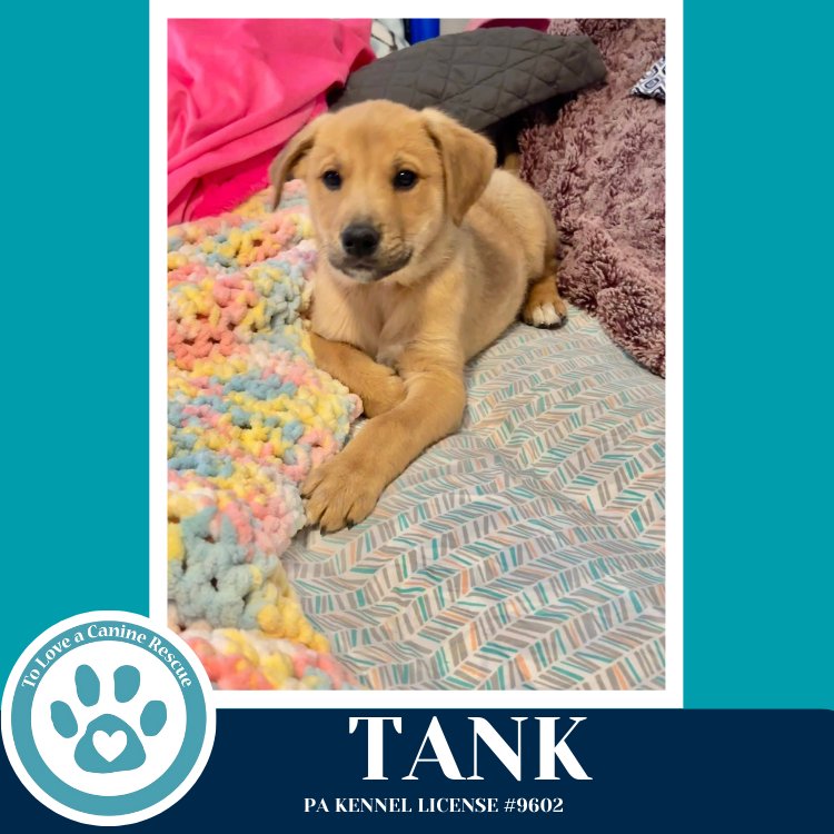 TANK (TEE PUPS) 020726 - Border Collie available for adoption