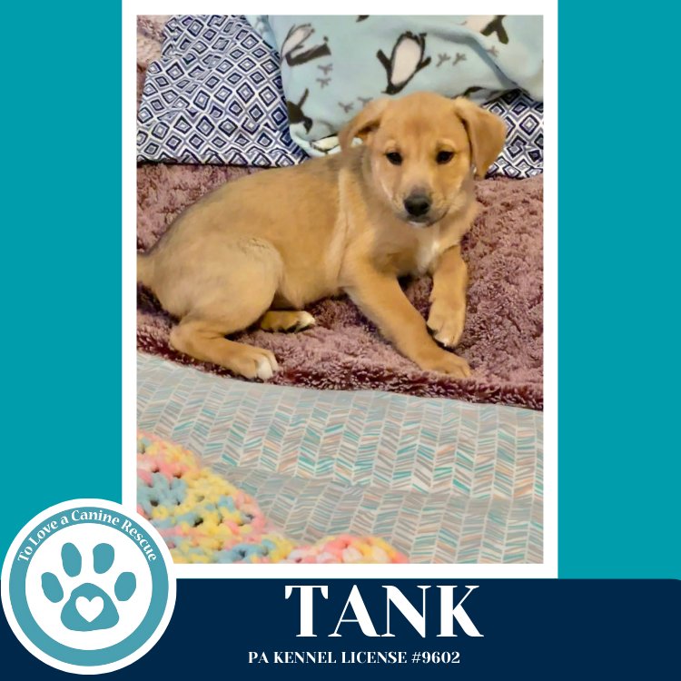Tank (Tee Pups) 020726 - Photo 3