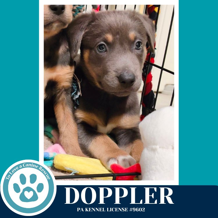 DOPPLER (MIAÂS MINI METEOROLOGISTS) 010326 - Shepherd / Labrador Retriever available for adoption