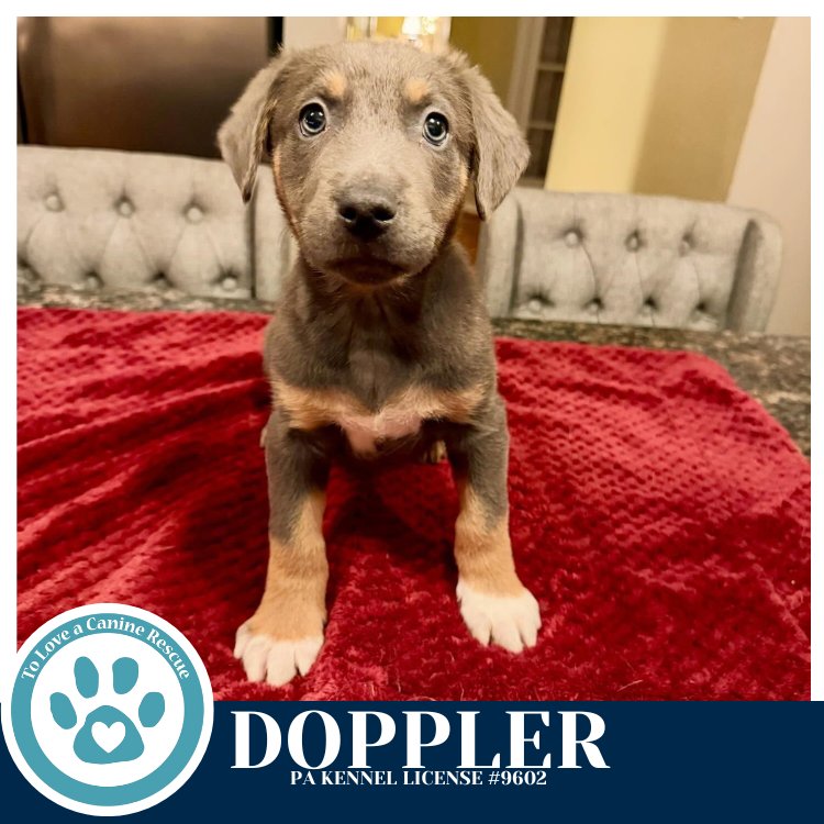 DOPPLER (MIAÂS MINI METEOROLOGISTS) 010326 - Shepherd / Labrador Retriever available for adoption