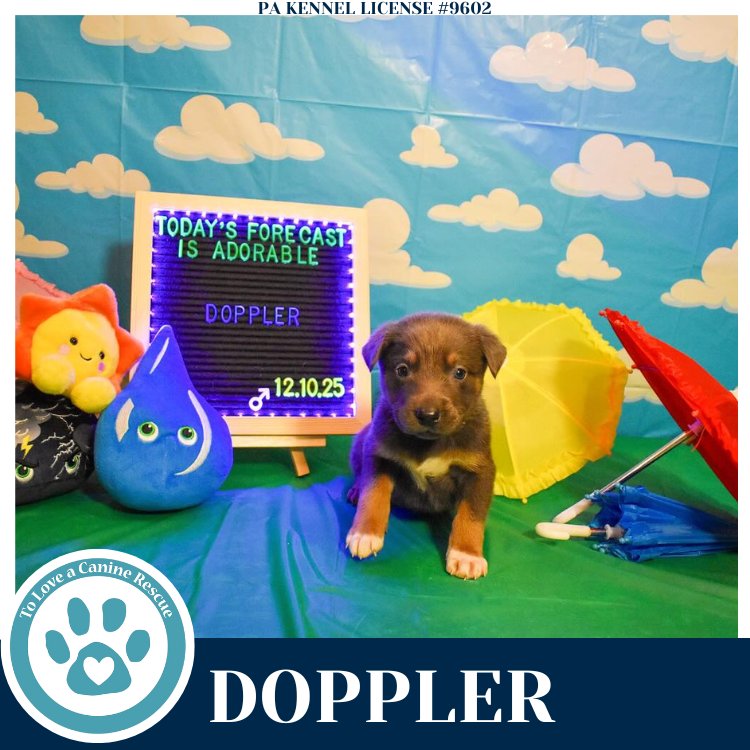 Doppler (Miaâs Mini Meteorologists) 010326 - Photo 3