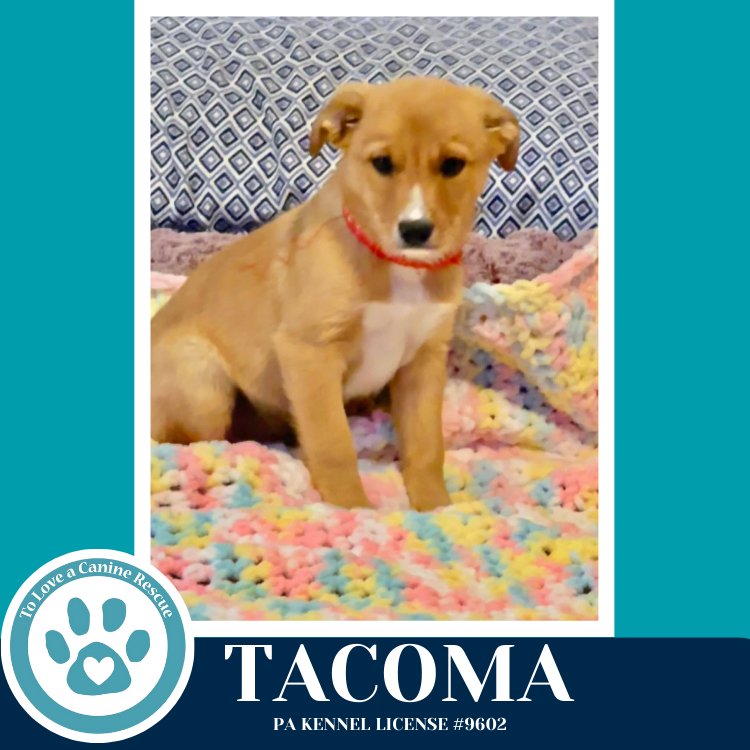 TACOMA (TEE PUPS) 020726 - Border Collie available for adoption