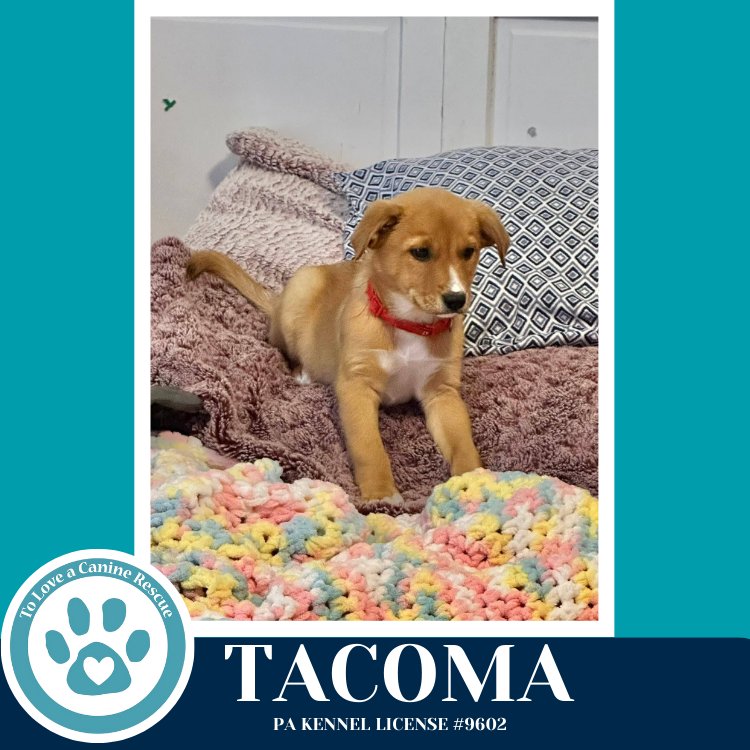 Tacoma (Tee Pups) 020726 - Photo 3