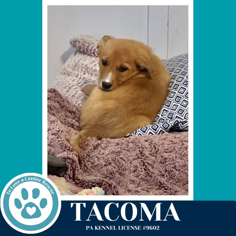 Tacoma (Tee Pups) 020726 - Photo 4