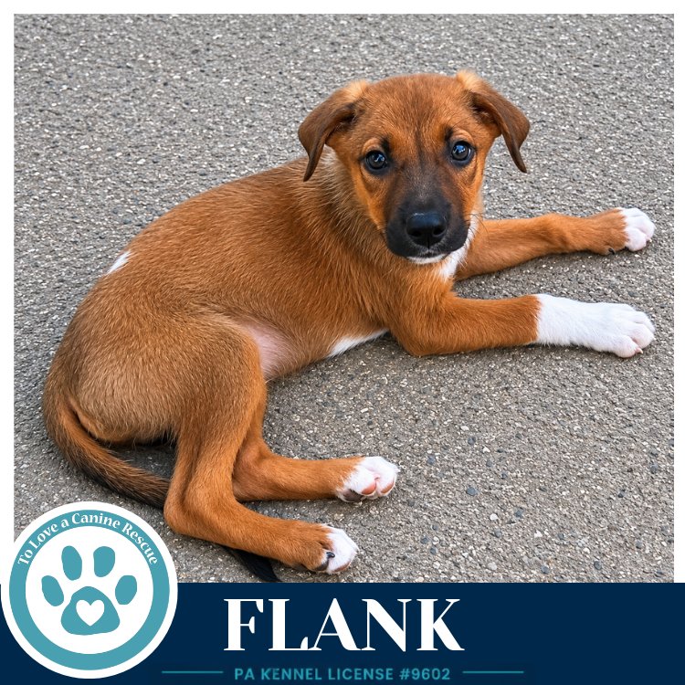 Flank (Rosie's Wranglers) 053026 Image