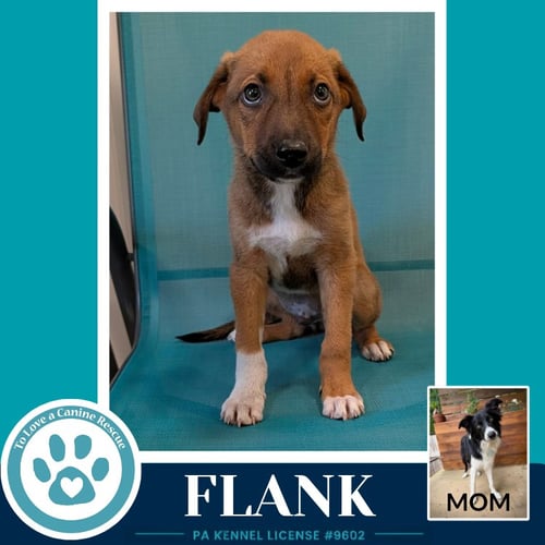 FLANK (ROSIE'S WRANGLERS) 053026 - Border Collie / Labrador Retriever available for adoption