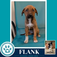 Flank (Rosie's Wranglers) 053026 - Photo 3