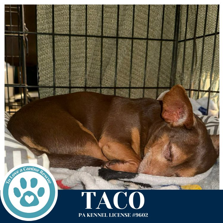 TACO 020726 - Chihuahua available for adoption