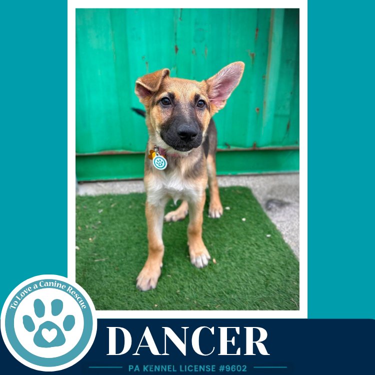 Dancer (The Triple D's) 050926 Image