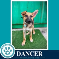 Dancer (The Triple D's) 050926 - Photo 1