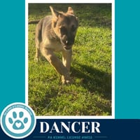 Dancer (The Triple D's) 050926 - Photo 2