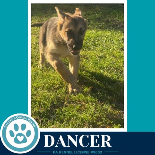 DANCER (THE TRIPLE D'S) 050926 - German Shepherd Dog available for adoption