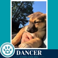 Dancer (The Triple D's) 050926 - Photo 3