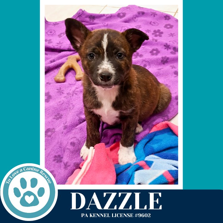 DAZZLE (NORTHERN LIGHTS LITTER) 012426 - Husky available for adoption