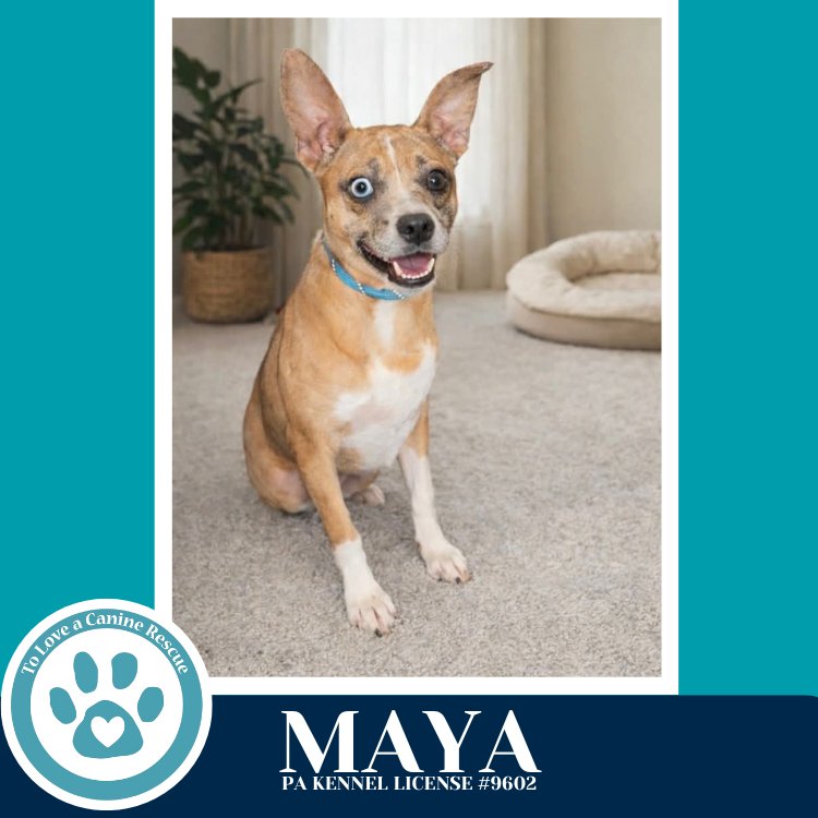 MAYA 020726 - Rat Terrier available for adoption