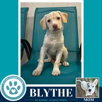 Blythe (Bonny's Bright Side Bunch) 050926 - Photo 1