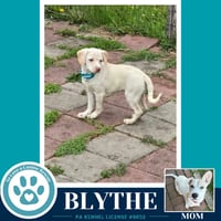 Blythe (Bonny's Bright Side Bunch) 050926 - Photo 2