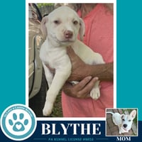 Blythe (Bonny's Bright Side Bunch) 050926 - Photo 3