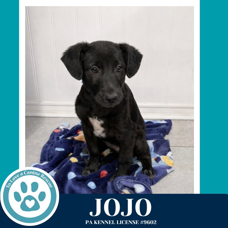 JOJO (RYDELL POTATO PUPS) 012426 - Labrador Retriever / Shepherd available for adoption