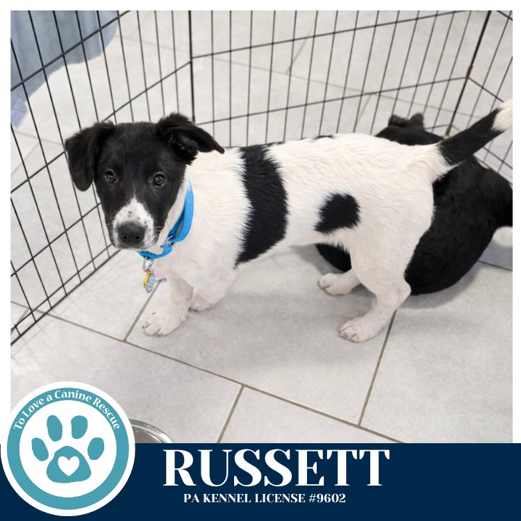 RUSSETT (RYDELL POTATO PUPS) 012426 - Labrador Retriever / Shepherd available for adoption