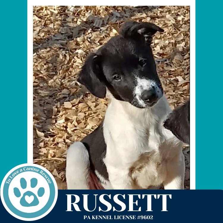 RUSSETT (RYDELL POTATO PUPS) 012426 - Labrador Retriever / Shepherd available for adoption