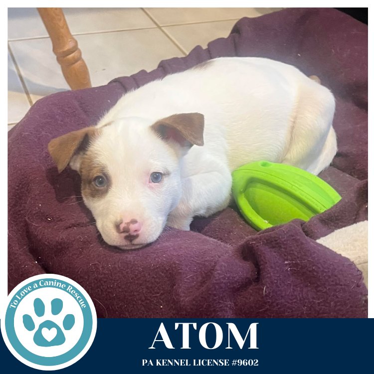 ATOM (NORTHERN LIGHTS LITTER) 012426 - Husky available for adoption