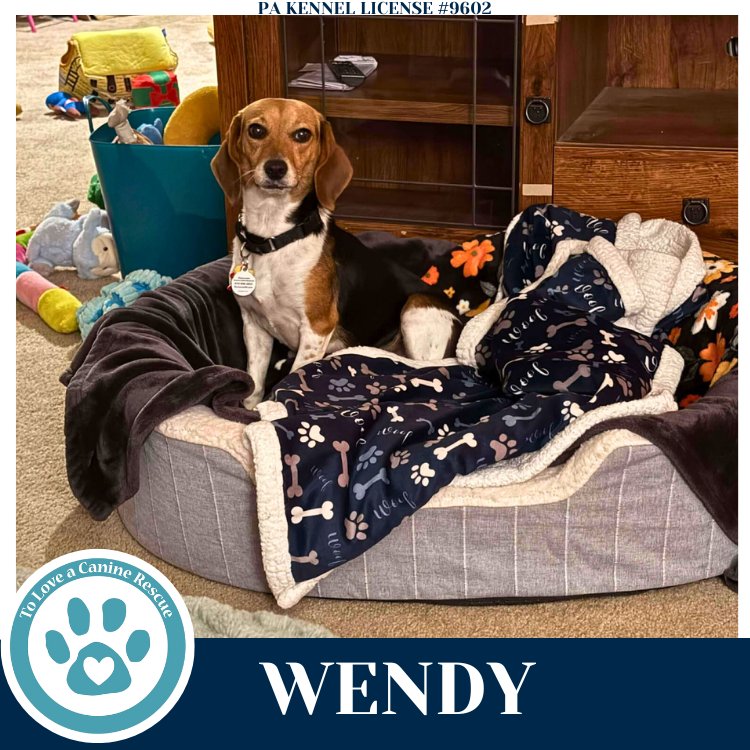 WENDY 122025 - Beagle available for adoption
