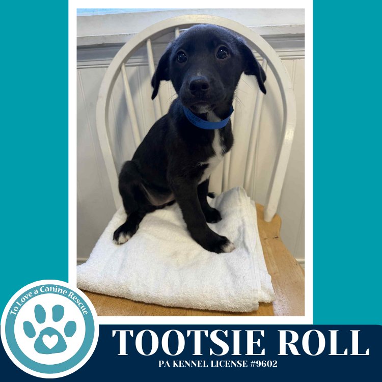 TOOTSIE ROLL (TEE PUPS) 020726 - Border Collie available for adoption