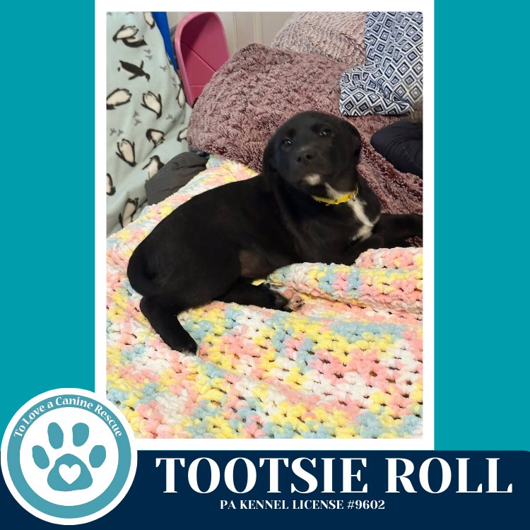 TOOTSIE ROLL (TEE PUPS) 020726 - Border Collie available for adoption