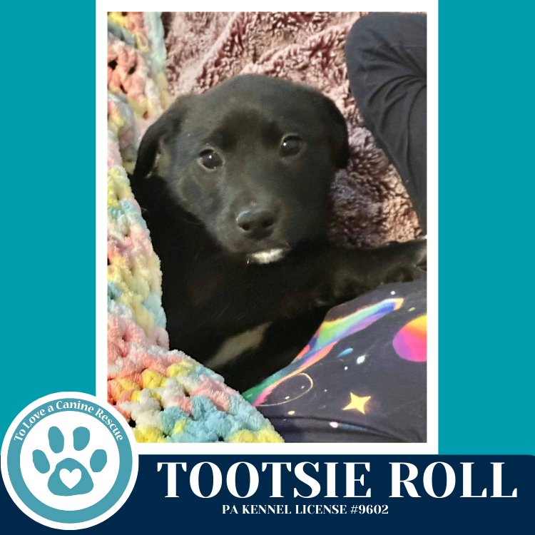 Tootsie Roll (Tee Pups) 020726 - Photo 3