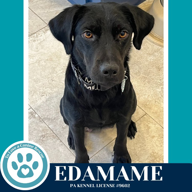 EDAMAME (MOM TO BENTO BABIES) 120625 - Labrador Retriever available for adoption