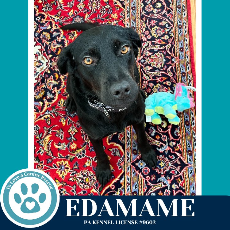 Edamame (Mom to Bento Babies) 120625 - Photo 3