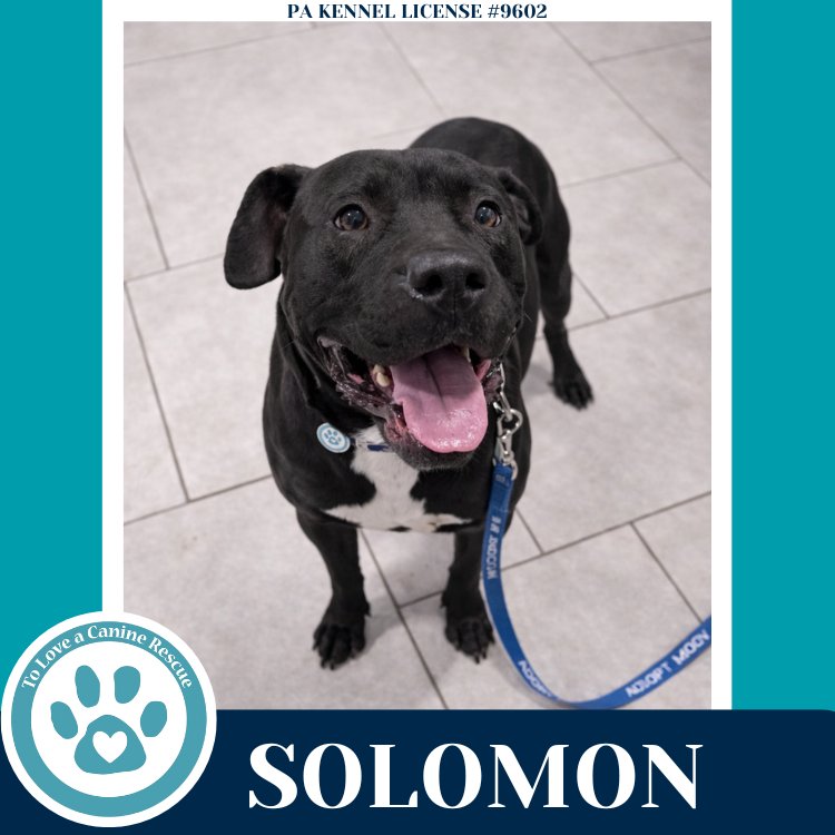 SOLOMON 011026 - Labrador Retriever / Pit Bull Terrier available for adoption