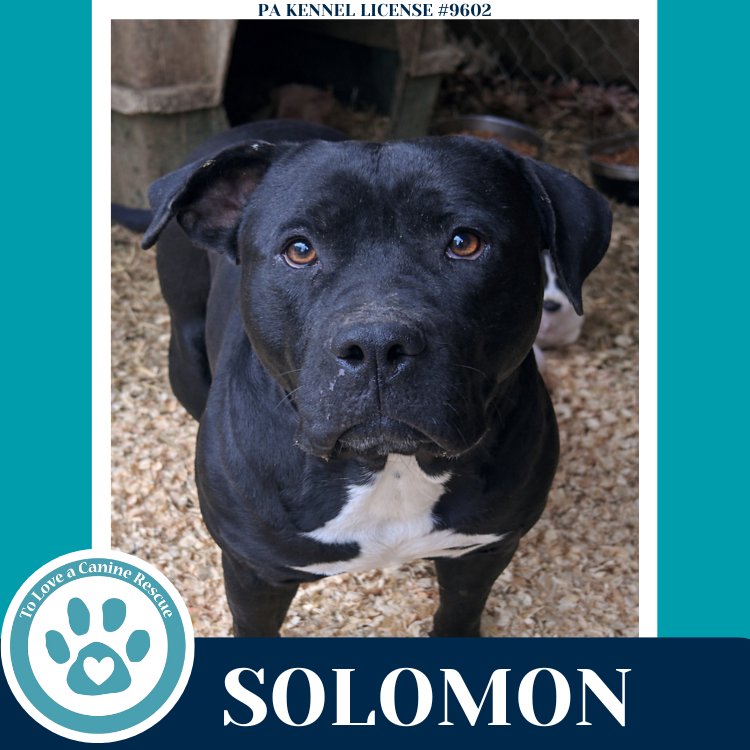 SOLOMON 011026 - Labrador Retriever / Pit Bull Terrier available for adoption