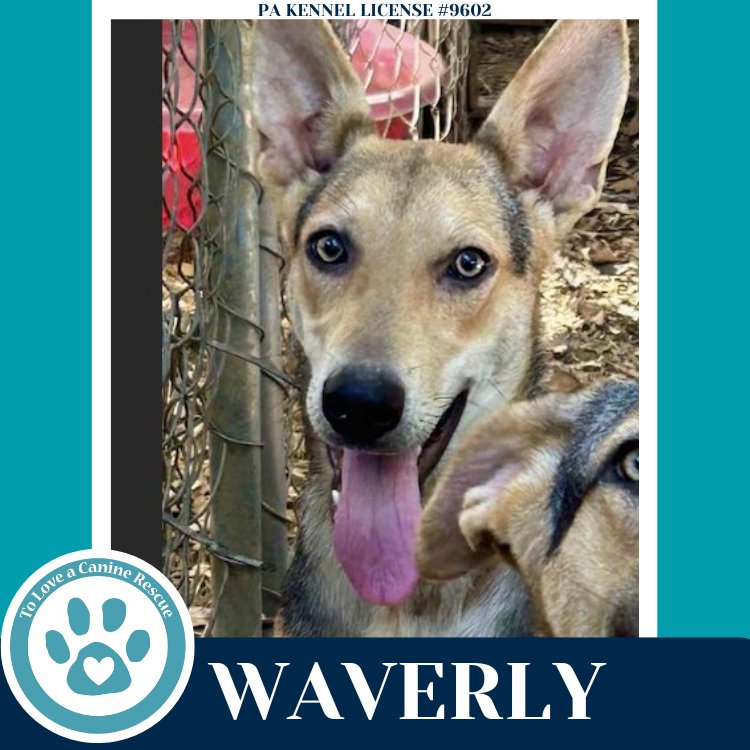 WAVERLY (THE WOLF PACK) 011026 - German Shepherd Dog available for adoption