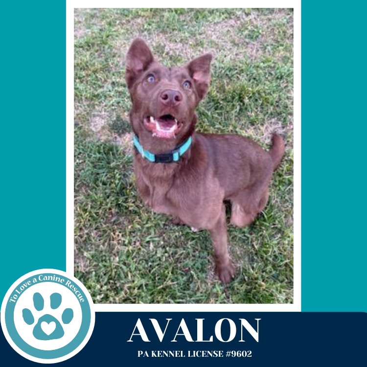 Avalon (Jersey Shore Pup) 040426 Image