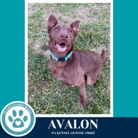 Avalon (Jersey Shore Pup) 040426 - Photo 1