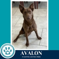 Avalon (Jersey Shore Pup) 040426 - Photo 2