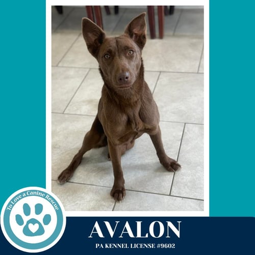 AVALON (JERSEY SHORE PUP) 040426 - Labrador Retriever / Husky available for adoption