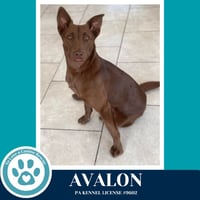 Avalon (Jersey Shore Pup) 040426 - Photo 3